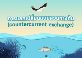 แอนิเมชัน: การแลกเปลี่ยนแบบสวนทางกัน (Countercurrent Exchang ... รูปภาพ 1